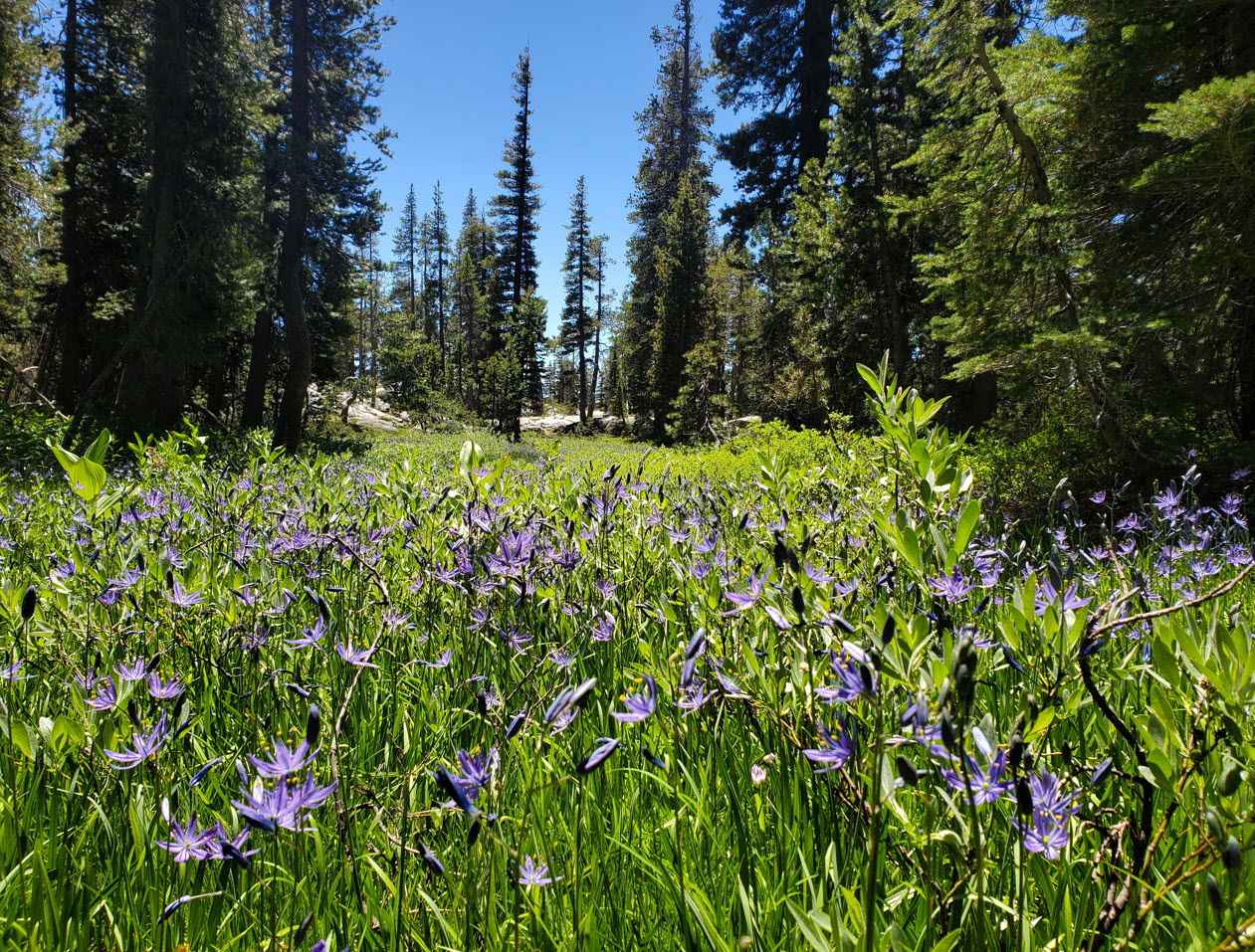 Camas display
